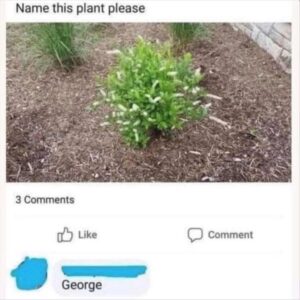 Stupid Bar Memes when you name the plant