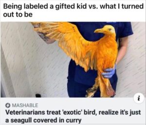 Stupid Bar Memes yoursbirds