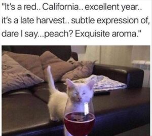 Stupid Bar Memes zsbsstoutss586