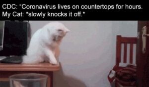 Stupid Bar Memes zsbsstoutss636