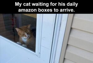 Stupid Bar Memes 1 my cat waiting for his daily amazon box to be delivered