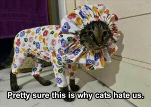 Stupid Bar Memes 2 I dont know who needs to hear this but this is why cats hate us