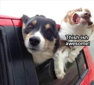Stupid Bar Memes 2bthishbisbawesome