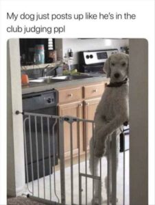 Stupid Bar Memes 2c9ff3ab9805cf3e