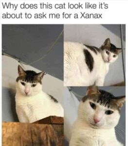 Stupid Bar Memes 2s32 1