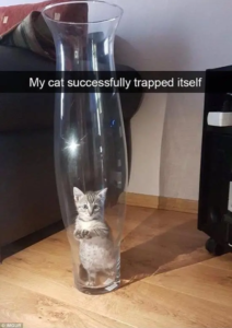 Stupid Bar Memes 31e3d05523d75b3588bee6a695395a12 width 600