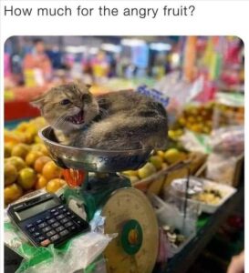 Stupid Bar Memes 4b17