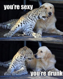 Stupid Bar Memes 4c7d07b545dc5b2c