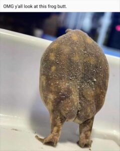 Stupid Bar Memes 5b17