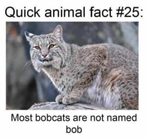 Stupid Bar Memes 60a32ea69be49
