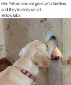 Stupid Bar Memes 86870379