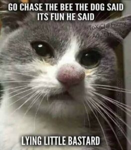 Stupid Bar Memes 9a0c07479201cbc7