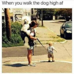 Stupid Bar Memes JyZaKZb