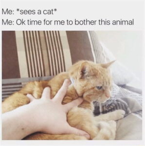 Stupid Bar Memes aK6eq8N 700b