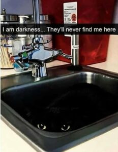 Stupid Bar Memes ac367018fd0f4758