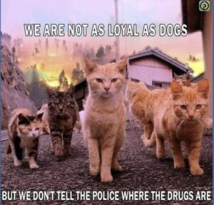 Stupid Bar Memes bb740ed9a3fe7c57