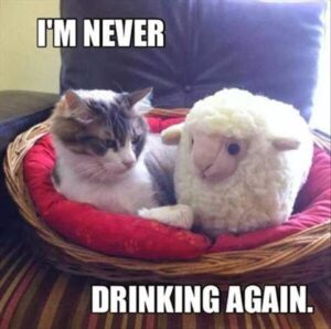 Stupid Bar Memes bsbs17s7