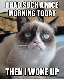 Stupid Bar Memes download 11