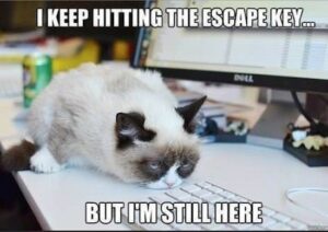 Stupid Bar Memes download 9