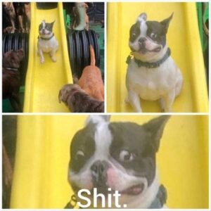 Stupid Bar Memes escalatedbquicklyb6