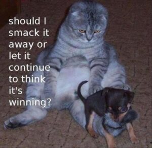Stupid Bar Memes funny animal memes 11 4