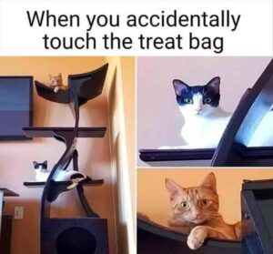 Stupid Bar Memes funny animal memes 3 4