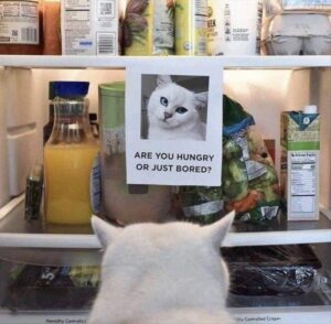 Stupid Bar Memes funny animal memes 5 3