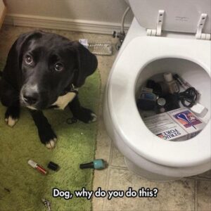 Stupid Bar Memes funny animal memes 8 3