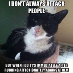 Stupid Bar Memes funny animals 13 10