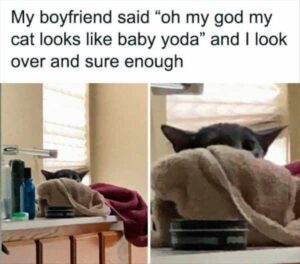 Stupid Bar Memes funny animals 2 9
