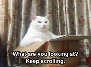 Stupid Bar Memes funny animals 5 11