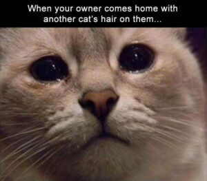 Stupid Bar Memes funnybanimalbssb6b1