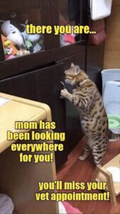 Stupid Bar Memes funnybanimalbssb8b1