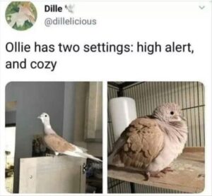 Stupid Bar Memes funnybanimalsb10