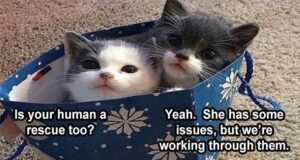 Stupid Bar Memes funnybanimalsb23b8