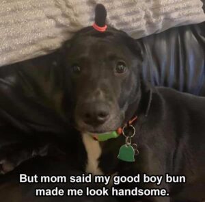 Stupid Bar Memes funnybanimalsb30