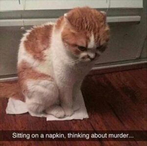 Stupid Bar Memes funnybanimalsb37