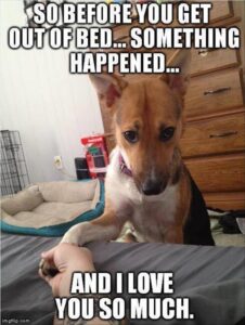 Stupid Bar Memes funnybanimalsb43b2