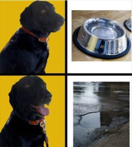 Stupid Bar Memes funnybssb17b4