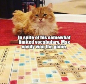 Stupid Bar Memes funnysbsmemess1s7