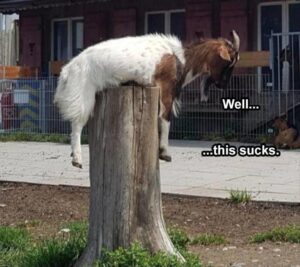 Stupid Bar Memes funnysbss10s5