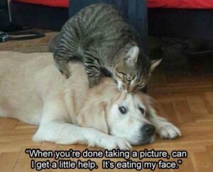 Stupid Bar Memes funnysbss11s6