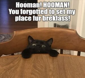 Stupid Bar Memes funnysbss2s7