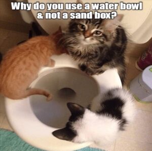 Stupid Bar Memes funnysbss3s6