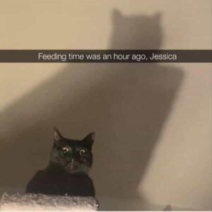 Stupid Bar Memes funnysbss40s2
