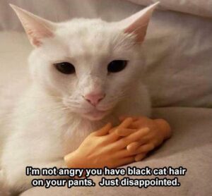 Stupid Bar Memes funnysbss4s6