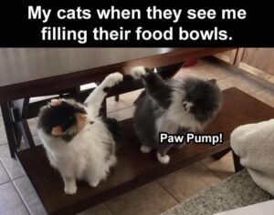 Stupid Bar Memes funnysbss5s6