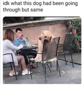 Stupid Bar Memes samebdog