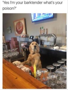 Stupid Bar Memes sbanimalsb21b1
