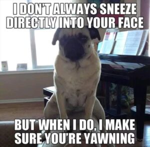 Stupid Bar Memes sbanimalsb23